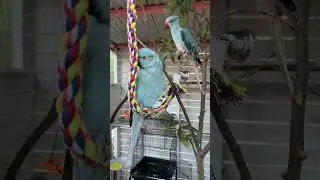 Outdoor aviary fun- Claw and Bubbles on the apple tree