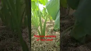 Variety of Tropical Taro plants 🪴 in Papua New Guinea 🇵🇬