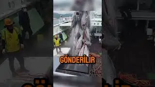 D&uuml;nyanın En Pahalı Balığı 😱