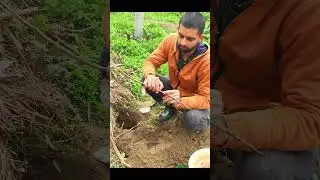 Grafting Union Issue if Under Soil