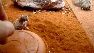 Chondrodactylus Angulifer part 2