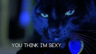 Glowcat - Official Music Video