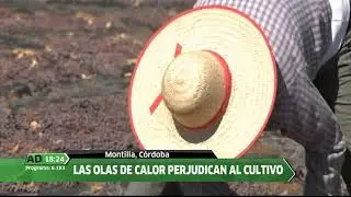 La vendimia de la uva Pedro Ximénez y las paseras de Montilla-Moriles son noticia en Canal Sur