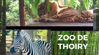 VLOG France Zoo I Thoiry