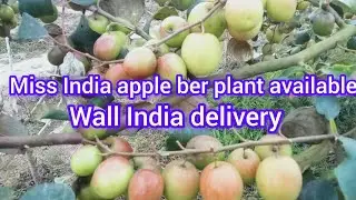 Miss India apple ber plant available Woll India delivery contact number 9064953722
