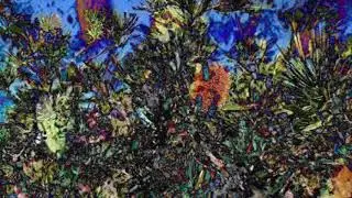 Banksia Tree - (Proteaceae Mix)
