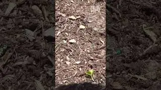 Transform Your Lawn: The Secret Scalping Technique!