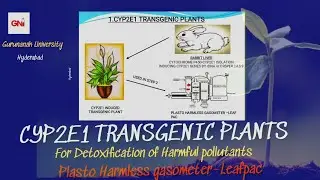 CYP2E1 Transgenic plants for detoxification Harmful pollutants || Plasto harmless gasometer leafpac