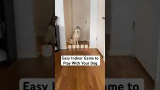 Easy Indoor Game to Play With Your Dog