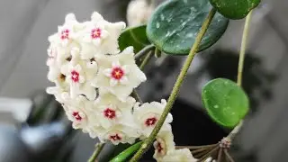 Хойя в цвету /// Hoya Mathilde Splash in bloom