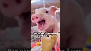 Cute Pig Laughing Like a Person 😂 | Funny Animal Reactions