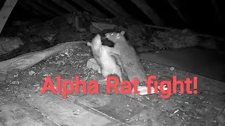 Alpha rat won't share food