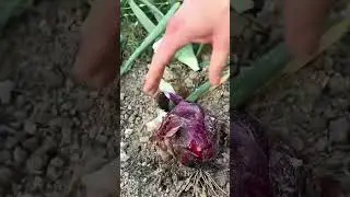 Using sharp garden shears to harvest fresh red onions