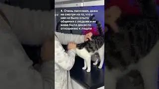 #music #cover #songcover #coversong #cat #котофейка #chat #кот #видосыоткота #song