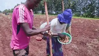 Smallholders&rsquo; farms for export market: the case of Koga Veg farm (2023)