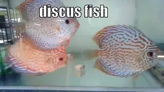 Discus Fish Ultimate Care Guide