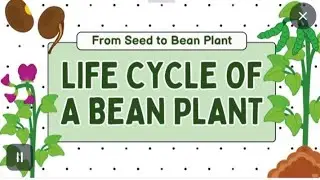 Life cycle of a bean plant 🌱 #science #biology #khansiracedmy #lifecycle #physicswallah #trending #