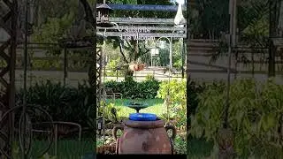 LIVE WEBCAM Build a Better BackYard Bird Feeding Area #shorts #birds #backyard