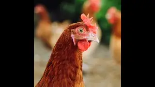 Chicken Scratch Power, A Cluck At The Lulz Programming Language