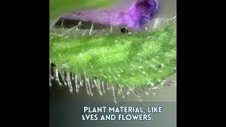 Inspecting Plant Trichomes with Dino-Lite