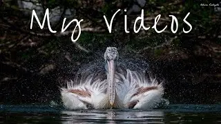 Top 10 Wildlife Videos