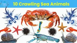 10 Crawling Animals Name for Kids | Learn Crawling Creatures in English with Pictures & Sounds