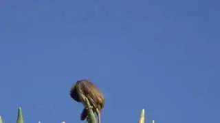 Dominican Republic Birds, Cigua Palmera.
