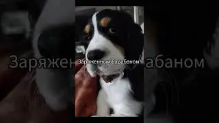 #рекомендации собака
