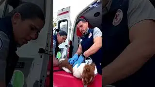 se salvo el perrito #cachorrosdivertidos #jedaro  #mascotasfelices #perrostiernos #heroes  #viral