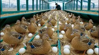 How to raise duck & poultry farming - Integrated poultry farm - Organic egg business