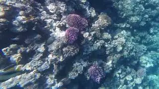 2025 05 30  0114 Heniochus intermedius