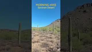 Morning Hike in the Sonoran Desert