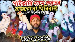 পাইকারি দামে কবুতর রাজগোল্লা গিরিবাজ লাক্ষা চিলা কবুতর কিনুন আজ দেশি-বিদেশি কবুতর পাইকারি দামে