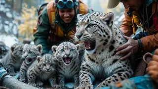 Heartwarming! Avalanche Rescue: Snow Leopard Family in Peril
