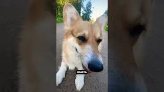 #corgilove #corgi #corgicrew #life #puppy #corgipuppy #funny #корж #собака #животные #memes #корги