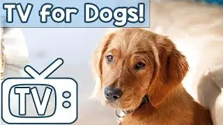 TV for Dogs to Watch and Relax to! Squirrels and Birds in the Grass Entertainment for Dogs!