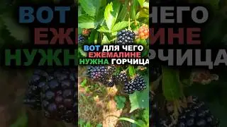 Вот для чего ежемалине просто необходима горчица