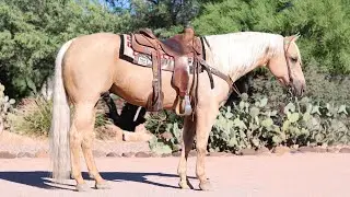 Whizkeymakesmelena 8yo gelding Eligible for $100,000 selling @horsebid 