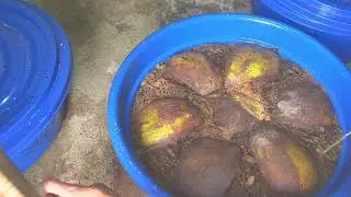 cách tách giống sau 10 ngày ,kỹ thuật nuôi đuông dừa cho người mới nuôi