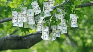 PROOF THAT MONEY GROWS ON TREES BY MR BEAST FUNNY VIDEO