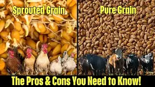 Sprouted Grain vs Pure Grain | Which is Better for Your Livestock