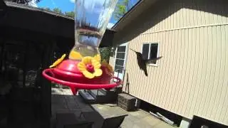 Head Lake Wildlife (hummingbird, bald eagle, smallmouth bass)
