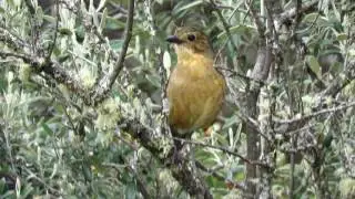 TAWNY ANTPITTA - Grallaria quitensis