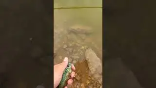 Longear sunfish release