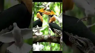 :&ldquo;Tree Python vs Hornbill | Rare Predator-Prey Encounter in the Wild&rdquo; #wildlifefilmmaker #wildlife