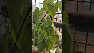Air potato 's  plant