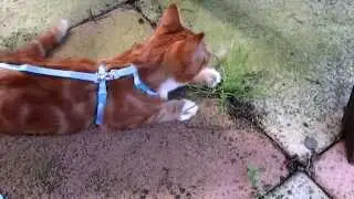 Toulouse's First Adventure