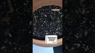 Garlic Sprout Welcomes Friend | Day 16