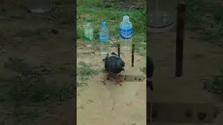 easy pigeon trap DIY #youtubeshorts #ytshorts #shorts