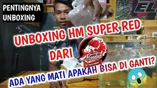 UNBOXING HALF MOON SUPER RED DARI KING ROSETAIL INDONESIA